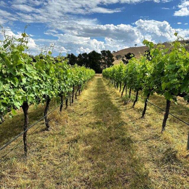 The Poachers Vineyard Shiraz after a little vine trim today. The vines have been enjoying the warm spring days & cool evenings. 🍇