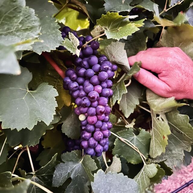 The Poachers Vineyard Syrah in the final stages of veraison. Harvest is near! #V24

Veraison is the change of colour of the grape berries 🍇👨🏼‍🌾
